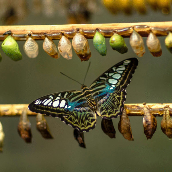 chrysalis